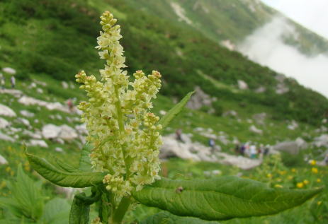 野草 イリオモテソウ 西表草
